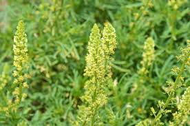 Image result for Resedaceae