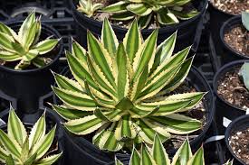Image result for Rotheca quadrangulata