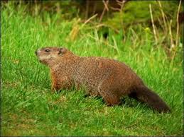 Wild Animal Wood Chuck Wild Animals Of Marmota Monax Meaning Youtube Groundhog Pictures Animals Animals Beautiful