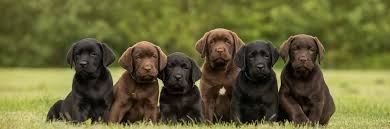 We specialize in breeding for english style labrador puppies, with all canines registered with the american kennel club (akc) and precisely bred for the ideal temperament. Dog And Puppy Training In Phoenix Az Phoenix Dog Trainer