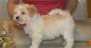 Milo is house trained and well behaved. Puppies For Free No Pay Cute Male And Female Havanese Puppies For Free Adoption Havanese Puppies Free Puppies Cute Puppy Pictures