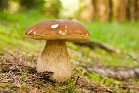 Le Cepe De Bordeaux Dans L Histoire Et L Assiette Cepes Taxi Paris Hautes Pyrenees