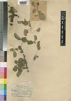 Image result for Commiphora tenuipetiolata