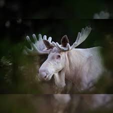 Which province is best (2020). Photographer Lost His Senses After Spotting Rare White Moose In Swedish Forest