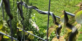 Haben sie eine ringelnatter in ihrem garten gesehen, dann besitzen sie oder ihr nachbar bestimmt einen kleinen naturnahen teich mit flacher, dicht bepflanzter uferböschung. Ringelnatter Im Garten Entdeckt Weser Ith News Nachrichten Aus Dem Landkreis Holzminden Und Umgebung