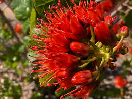 Image result for Greyia