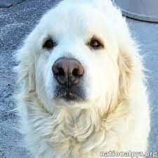 For a comprehensive list of all shelters and rescues, including organizations that specifically focus on a great pyrenees, try our search page. Dog For Adoption Fosters Needed Pa A Great Pyrenees In Harrisburg Pa Petfinder