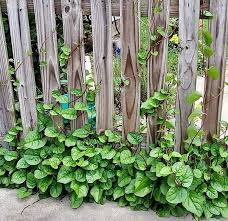 Image result for Basella alba