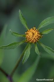 Image result for Bidens kirkii