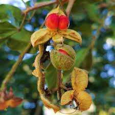 Image result for Bersama lucens