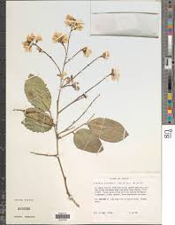 Image result for Craibia