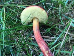 Ruby Bolete