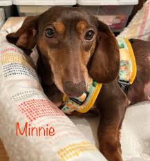 CANCELLED DUE TO WEATHER‼️ Adoption event tomorrow!! * Weather permitting *  We will post Sunday morning if we are going to cancel.