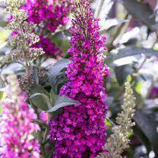 Buzz Hot Raspberry Butterfly Bush Buddleia High Country Gardens