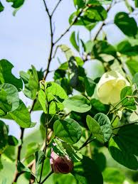 Image result for Bauhinia tomentosa