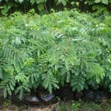 Image result for Albizia schimperiana