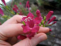 Image result for Sopubia ramosa