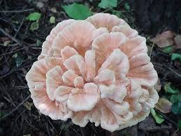 Your fungus flower stock images are ready. Pink White Fungus Flower 2005 This Weird Fungus Flower Tha Flickr