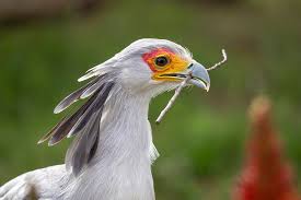 Check spelling or type a new query. Secretary Bird San Diego Zoo Animals Plants
