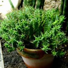 Euphorbia Submammillaris Fa Pfersdorfii Kakteen Und Sukkulente Im Pflanzenterrarium Pflanzen Sukkulenten Kaktus