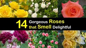 Mehr als 120 campingplätze in frankreich. 14 Gorgeous Roses That Smell Delightful