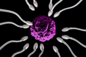 Fertilization within plants takes place when haploid gametes come together to produce a diploid zygote which will eventually develop into an embryo. The Place Does Fertilization Happen Five Issues You Would Possibly Now Not Know Amazing Dreamz