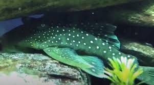 We did not find results for: Blue Phantom Pleco Care A Complete Guide With Pictures