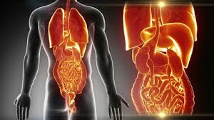 Microscopic anatomy of different structures of penis. Detailed View Male Abdominal Stock Footage Video 100 Royalty Free 1300234 Shutterstock