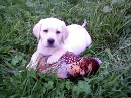 We have one red male, one yellow male, and one black guy. Akc Snow Lab Puppies Ready Ofa For Sale In Boardman Wisconsin Classified Americanlisted Com