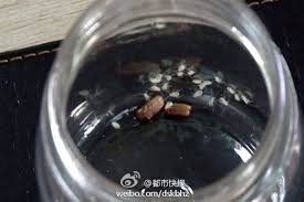 曱甴 isn't used in mandarin i think these characters are evolved from ancient letters which are written based on roaches' shapes. è¸©æ­»æ¯èŸ'èž‚é'½å‡º25éš»å°çš„åªå›  åµéž˜ ä½œæ€ª Ettodayå¤§é™¸æ–°èž Ettodayæ–°èžé›²