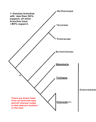 Image result for Hypolytrum goetghebeur