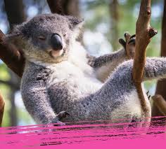 Start quiz what does the word koala roughly translate to? Koala Facts Fun Quizzes Nestle Pure Life