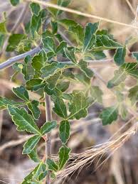 Image result for Commiphora africana