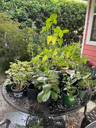 Image result for Dasylepis eggelingii