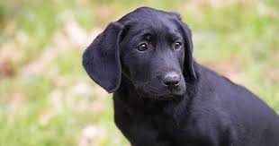 Black Dog Names 505 Fantastic Ideas For Your Furry Friend