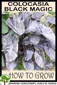 A rich, moist garden soil will bring out its best, or grow this elephant's ear as a marginal aquatic. Colocasia Black Magic How To Grow Care