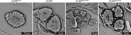 Descubra mais todos os dias. Differential Requirements For Cyclase Associated Protein Cap In Actin Dependent Processes Of Toxoplasma Gondii Elife