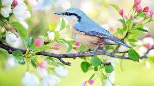 Sound Of Birds Chirping In The Morning Mp3 Free Download Peaceful Music Relaxing Music Instrumental Music Birds Of Spring By Tim Janis Youtube