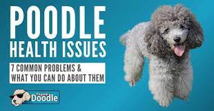 Check out our poodle doodle selection for. Poodle Health Issues 7 Common Poodle Health Problems To Look Out For