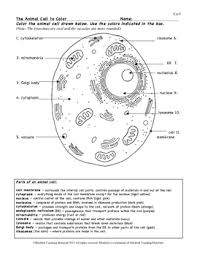 Animal Cell Color Page Worksheet And Quiz Ce 3 By Bluebird Teaching Materials Animal Cell Animal Cells Worksheet Cells Worksheet