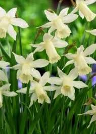 Daffodil And Narcissi Bulbs For Sale Online Garden Shrubs Narcissus Narcissus Flower