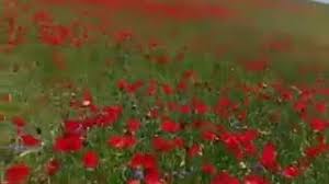 Lale gül'ü gördüğümde sanki tarih kendini tekrarlıyor, ben bu filmi bir kere daha görmüştüm dedim onunla meşgulum, lale gül kitabın başına multatuli ile başlamış' diyor. Lale Gulu Youtube