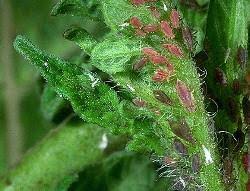 Tiny yellow bugs on tomato plants. Tomato Plant Tiny Bugs Cromalinsupport