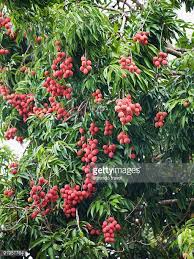 Résultat de recherche d'images pour "lychee trees"