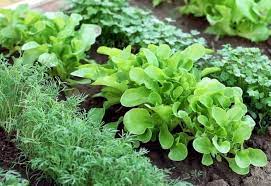 You will need to research how to start a vegetable garden from scratch if you have never had one before. Garden 101 How To Start A Vegetable Garden From Scratch