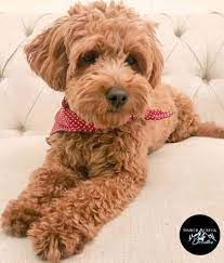 Mini goldendoodles are cuddly, very loving, and smart. We Are Located In West Ogden Utah About A Half Hour From Salt Lake City And Just A Few Hours From Ida Goldendoodle Red Goldendoodle Mini Goldendoodle Puppies