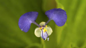 Image result for Commelina diffusa