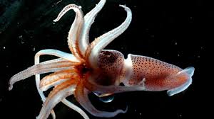 Researchers with the national oceanic and atmospheric administration (noaa) filmed the giant squid on june 19 with their underwater camera system medusa when it mistook their equipment for. 11 Remarkably Cool Squids Mental Floss
