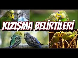 Es Tutmayan Muhabbet Kuslari Olanlar Izlesin Youtube