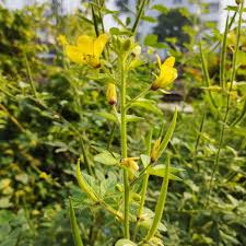 Image result for Cleomaceae